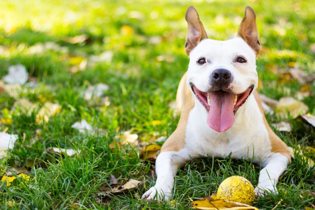 So You Have a New Dog – Do You Need Extra Liability insurance? avanteinsurance.com